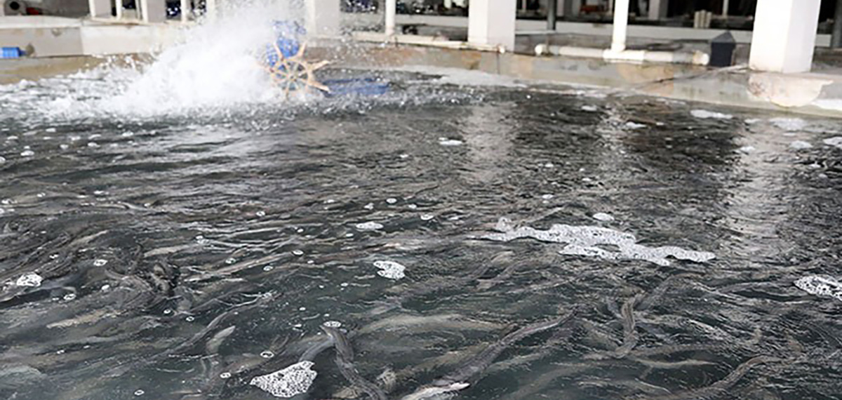 roasted Eel Temperatary Breeding