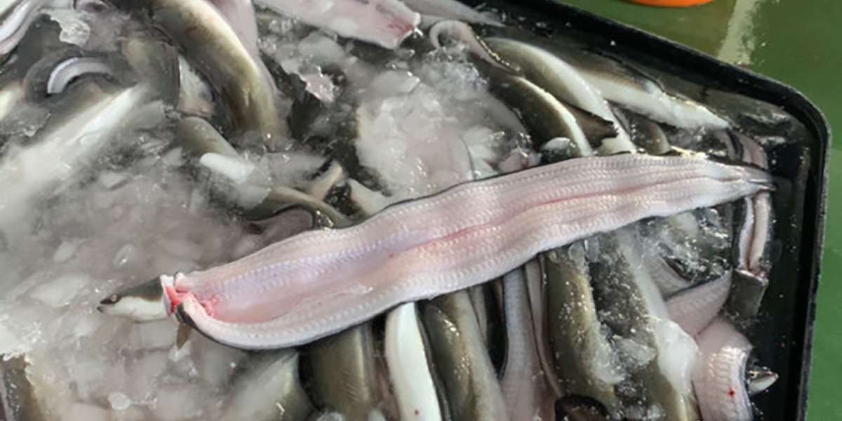 roasted Eel Cleaning